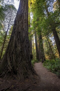 Hiking trail through forest with coastal sequoia trees (Sequoia sempervirens) and ferns, dense vegetation, Jedediah Smith Redwoods State Park, Simpson-Reed Trail, California, USA