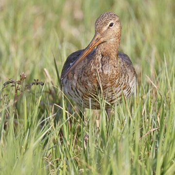 Blacktail (Limosa limosa) runs on the shore of a lake in a moor, snipe birds, wildlife, nature photography, oxmoor, D&uuml;mmer See, H&uuml;de, Lower Saxony, Germany