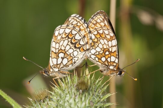 Heath Fritillary (Melitaea athalia), copulation, Baden-W&uuml;rttemberg, Germany
