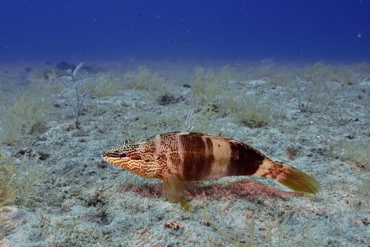 A fish with distinctive marbling, the scribe wrasse (Serranus scriba), swimming over a sandy seabed at the Pasito Blanco Reef dive site, Arguinegu&iacute;n, Gran Canaria, Spain, Atlantic Ocean
