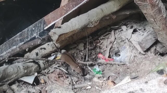 House mice (Mus musculus, rodents, vermin) foraging among scattered trash and litter outdoors, small mammals searching food scraps, urban-rural wildlife adaptation scene