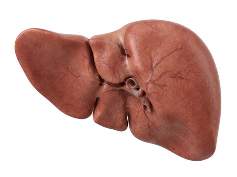 Realistic Human Liver Anatomy Showing Visceral Surface and Porta Hepatis
