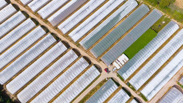 Aerial view of rows of agricultural greenhouses with translucent plastic covers and lush green crops inside, situated in the rural landscape of Milan, Lombardy, Italy.