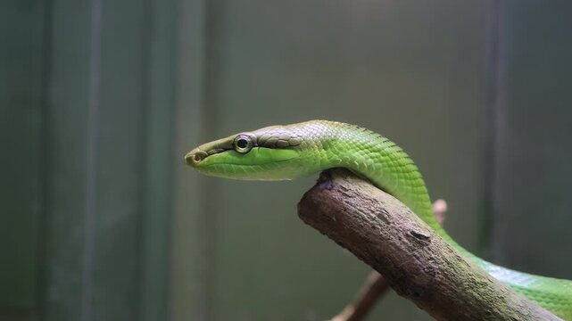 footage of Red-tailed green ratsnake (Ganyosoma oxycephalum)