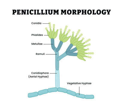 Penicillium Morphology labeled diagram, educational mycology poster design, fungal structure and conidiophore. Labeled conidia, phialides, metulae, ramuli, conidiophore, vegetative hyphae
