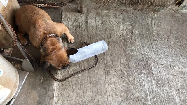 Adorable French bulldog Playing with a water bottle that has ice inside, cool down, heat stroke, cute dog.