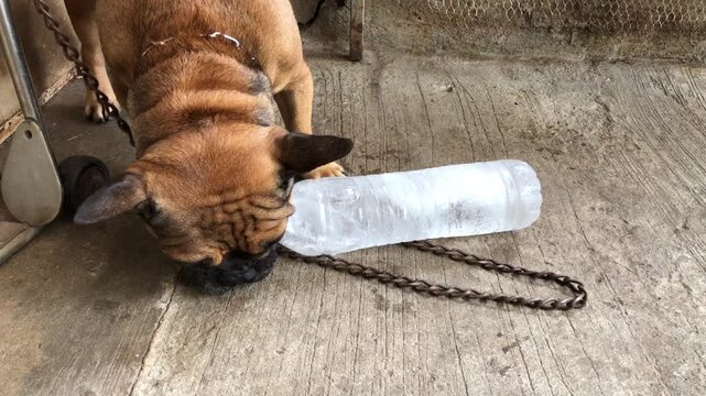 Adorable French bulldog Playing with a water bottle that has ice inside, cool down, heat stroke, cute dog.
