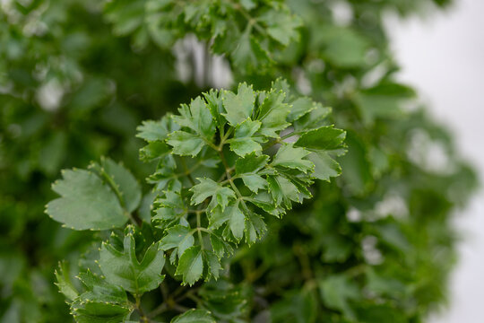 Close-up of Polyscias fruticosa 'Roble', an ornamental tropical houseplant with delicate lobed green leaves, dense foliage and detailed leaf texture against a soft natural background.