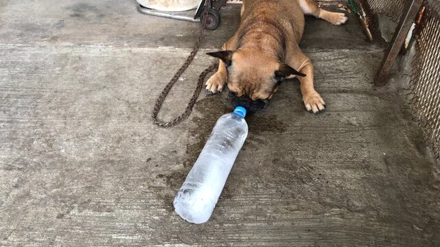 Adorable French bulldog Playing with a water bottle that has ice inside, cool down, heat stroke, cute dog.