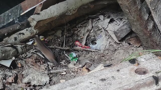 House mice (Mus musculus, rodents, vermin) foraging among scattered trash and litter outdoors, small mammals searching food scraps, urban-rural wildlife adaptation scene