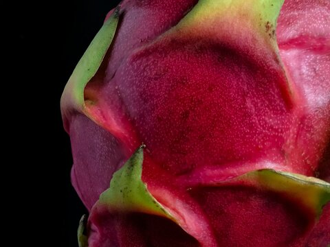 Macro close up of fresh vibrant pink and green dragon fruit skin texture