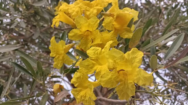 Yellow Tabebuia flowers blooming in close up with a carpenter bee foraging for nectar.