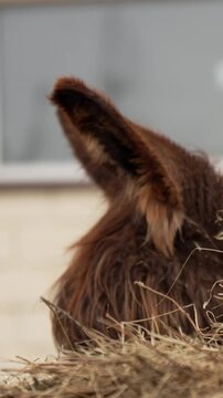 Vertical 9:16 macro footage showing a close up profile of a fluffy brown donkey munching on dry hay on a farm