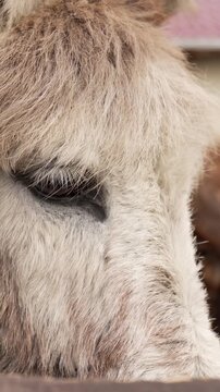 Close up macro profile of brown fuzzy donkey eating hay vertical video