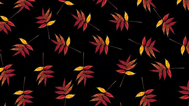 Colorful autumn leaves falling down and rotating on transparent alpha channel background. Halloween fall season overlay animation for video compositing and decoration. Seamless loop 3d rendering anima