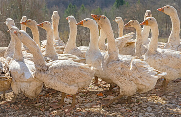 Flock of White Geese Free Range at Rural Farm Balkans © markobe