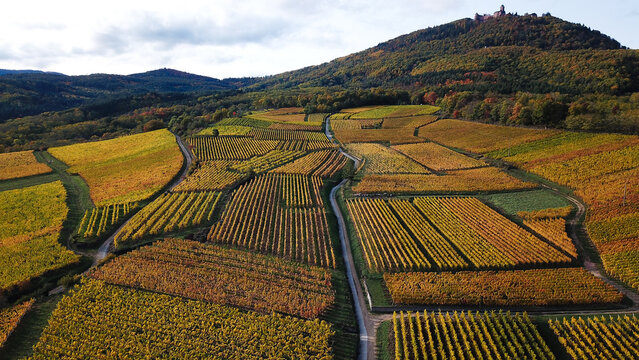 Aerial view of the colorful autumn vineyards in Alsace with the historic Chateau du Haut-Koenigsbourg perched on the distant hill in Orschwiller, Grand Est, France.