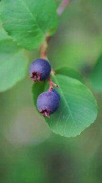 Vertical shot of two ripe purple serviceberries hanging under a vibrant green leaf on a shrub branch.