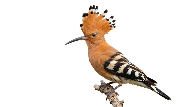 Eurasian Hoopoe Bird Isolated on White Background, Wildlife Animal Portrait, Crested Exotic Bird on Branch