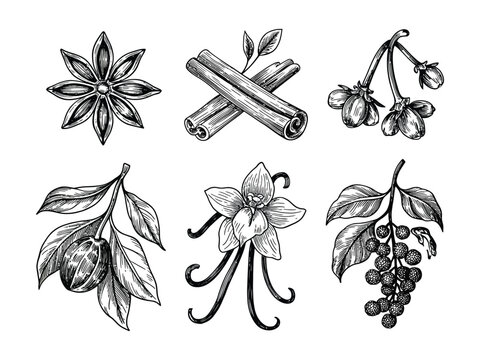 Vintage spice botanical illustrations, set of 6 hand drawn line art icons. Culinary herbs and spices vector collection for packaging.
