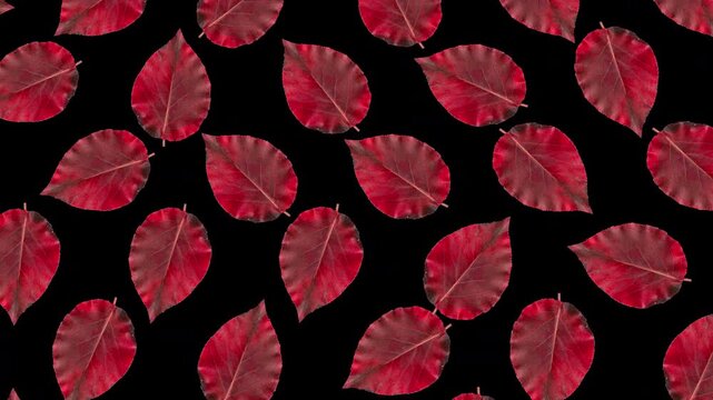 Colorful autumn leaves falling down and rotating on transparent alpha channel background. Halloween fall season overlay animation for video compositing and decoration. Seamless loop 3d rendering anima