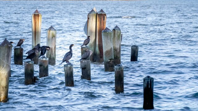 Cormorant on the remains of an abandoned dock.