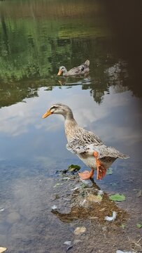 A beautiful duck stands at the edge of a calm pond, its reflection visible on the water's surface, with a blurred background.