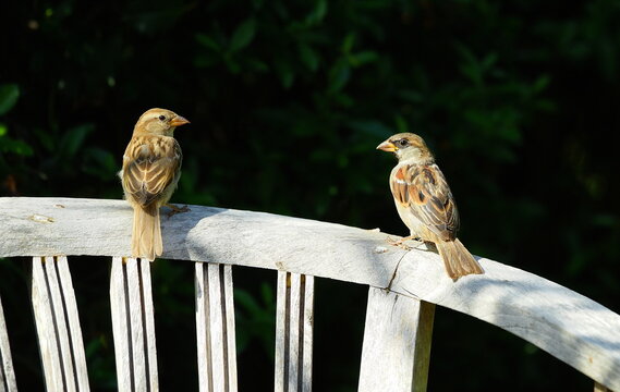 sparrows on a garden chair