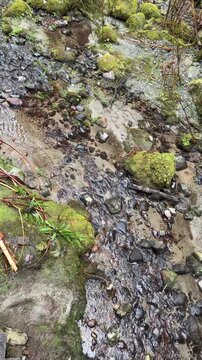 Small shallow creek trickling over pebbles and moss-covered rocks at Lynn Canyon in Vancouver, with clear water, sandy bed and green foliage in the forest.