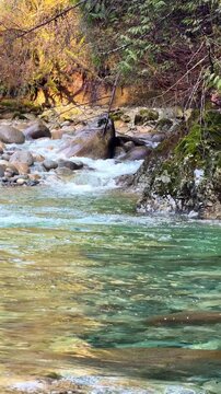 Emerald mountain river flowing over rocks into a clear pool at Lynn Canyon in Vancouver, with white water rapids, pebble banks and autumn forest colors.