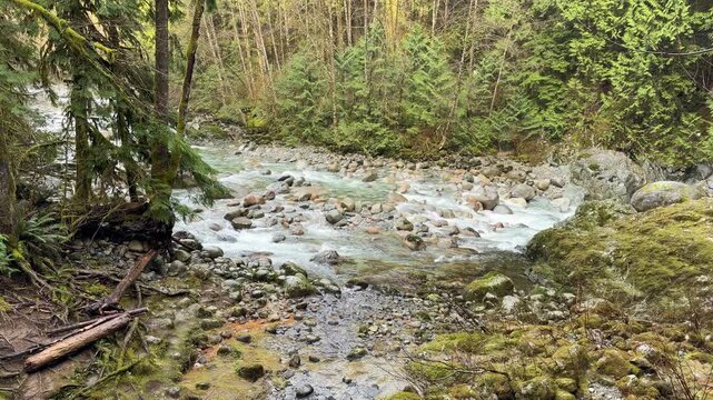 Rushing mountain stream flowing over rocks through a lush green forest at Lynn Canyon in Vancouver, with pine trees, mossy banks and clear rippling water.