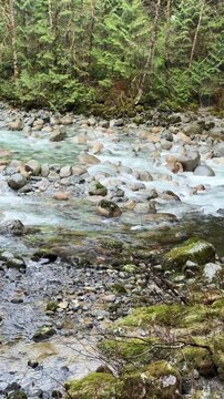 Rushing mountain stream flowing over rocks through a lush green forest at Lynn Canyon in Vancouver, with pine trees, mossy banks and clear rippling water.
