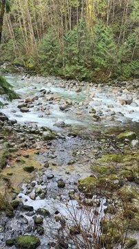 Rushing mountain stream flowing over rocks through a lush green forest at Lynn Canyon in Vancouver, with pine trees, mossy banks and clear rippling water.