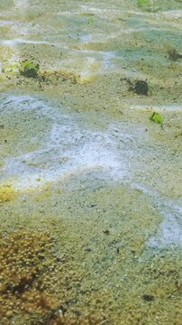 Biofilm of bacteria, rusty-brown layer benthic microalgae with tiny gas bubbles, white spots of marine mold covers sandy bottom. This is showing state of ecology of Black Sea coastal waters