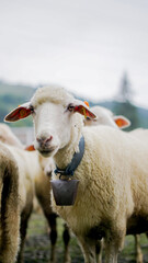 Fototapeta premium Traditional Redyk sheep herding event in Węgierska Górka, Poland, featuring shepherds and a flock of sheep celebrating the pastoral heritage and Highlander culture of the Beskid Mountains.