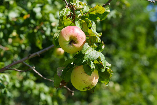 A branch of a Malus domestica apple tree with ripening fruits. Autumn Streifling Schtriifling variety apples in sunny weather among the green leaves of the tree.