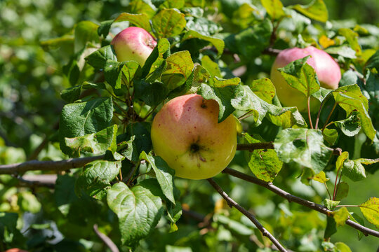 A branch of a Malus domestica apple tree with ripening fruits. Autumn Streifling Schtriifling variety apples in sunny weather among the green leaves of the tree.