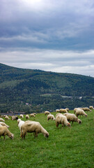 Fototapeta premium Traditional Redyk sheep herding event in Węgierska Górka, Poland, featuring shepherds and a flock of sheep celebrating the pastoral heritage and Highlander culture of the Beskid Mountains.