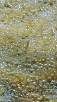 Close-up of alot microbubbles produced by colonial benthic unicellular algae floating up from seabed. Vast, bottom-dwelling microalgae colony releases tiny bubbles of gas that silvering in sunshine