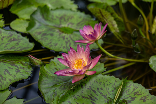 Pink tropical water lilies blooming among patterned green lily pads in a garden pond, aquatic flowers for water gardening, landscaping and botanical content