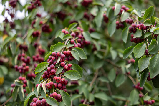 Clusters of red berries growing on a leafy ornamental shrub in an autumn garden, seasonal garden detail and natural food source for birds and wildlife