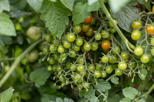 Clusters of green and ripening cherry tomatoes growing on dense vines, home vegetable garden crop for food growing, urban gardening and harvest content