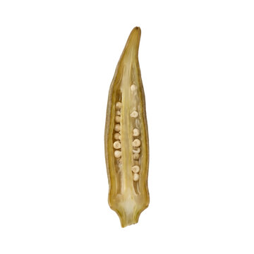 Okra pod sliced lengthwise showcasing internal seeds and texture detailed botanical vegetable isolated on transparent background