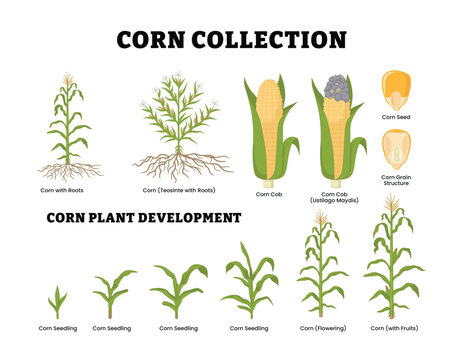 Stages of Corn Plant Development labeled diagram, educational botany poster design maize growth stages and plant development cycle. vegetative and reproductive stages, V1, V2, V3, V7-V10, VT/R1, R2/R3