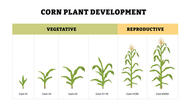 Stages of Corn Plant Development labeled diagram, educational botany poster design maize growth stages and plant development cycle. vegetative and reproductive stages, V1, V2, V3, V7-V10, VT/R1, R2/R3