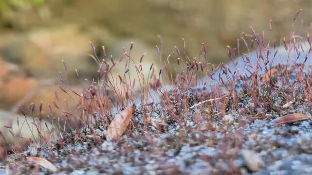 Macro shot of moss sporophytes with capsules.