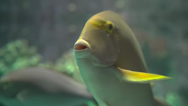 Close-Up Front View of Yellow Tropical Fish with Open Mouth Underwater
