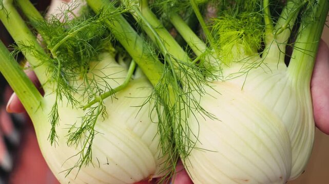 Close-up of hands holding fresh fennel harvest. Organic farming, fresh vegetables, agriculture and healthy food concept.