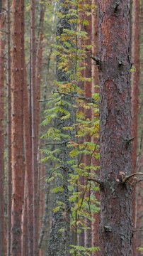 Vertical video of an autumn forest on a windy, sunny day.