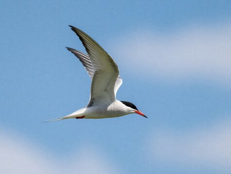 Common tern bird flies through blue sky with wings spread wide. White seabird soars in air against bright clouds. Single migratory animal performs graceful flight above ocean water. Wild nature scene